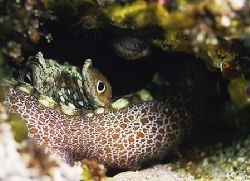 I spotted this Spotted Octopus wedged in a crevice while ... by Ross Payson 